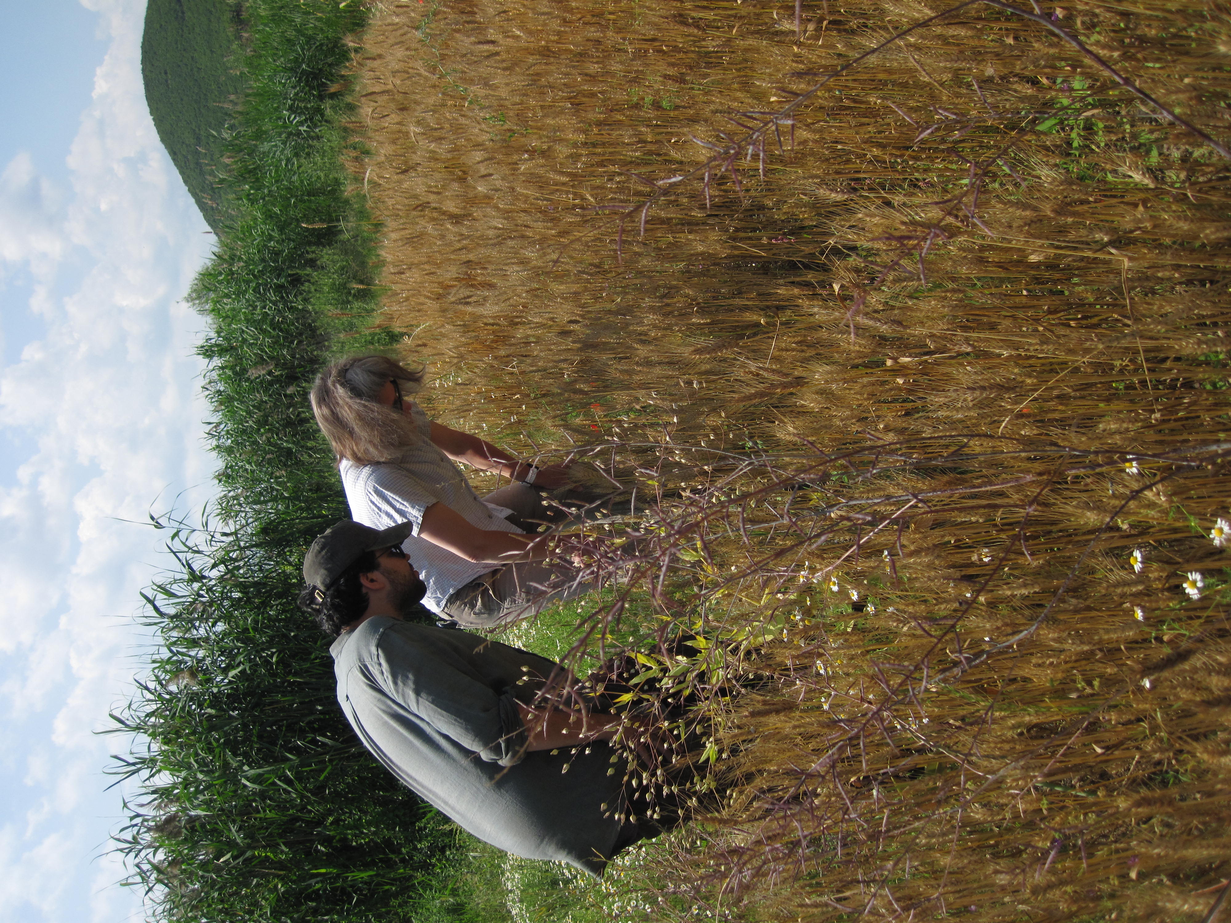 Photo of two environmental archaeologists looking at weeds in a field of wheat
