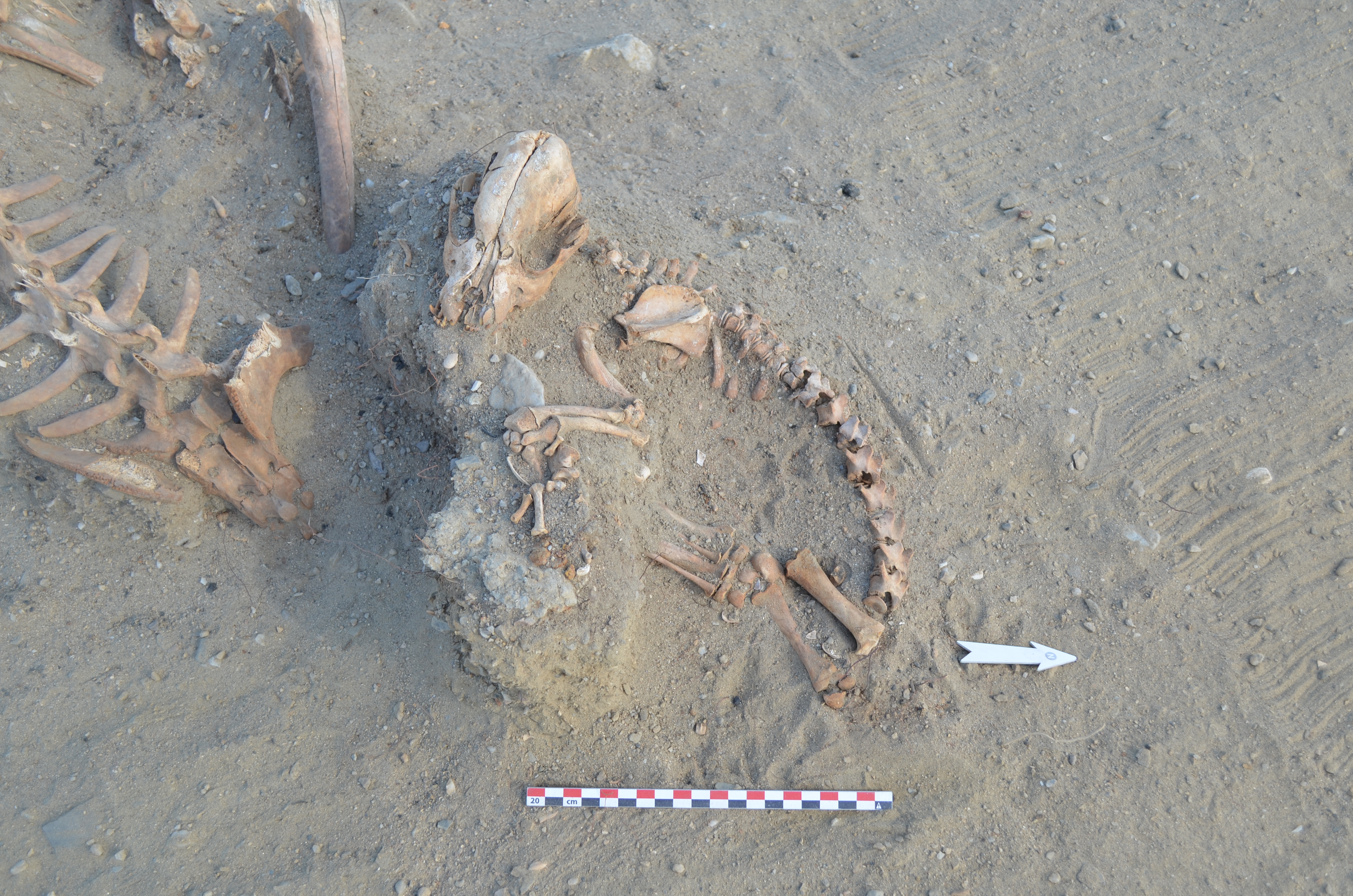 Photo of a dog skeleton on an archaeological dig in the Nunura region in Peru