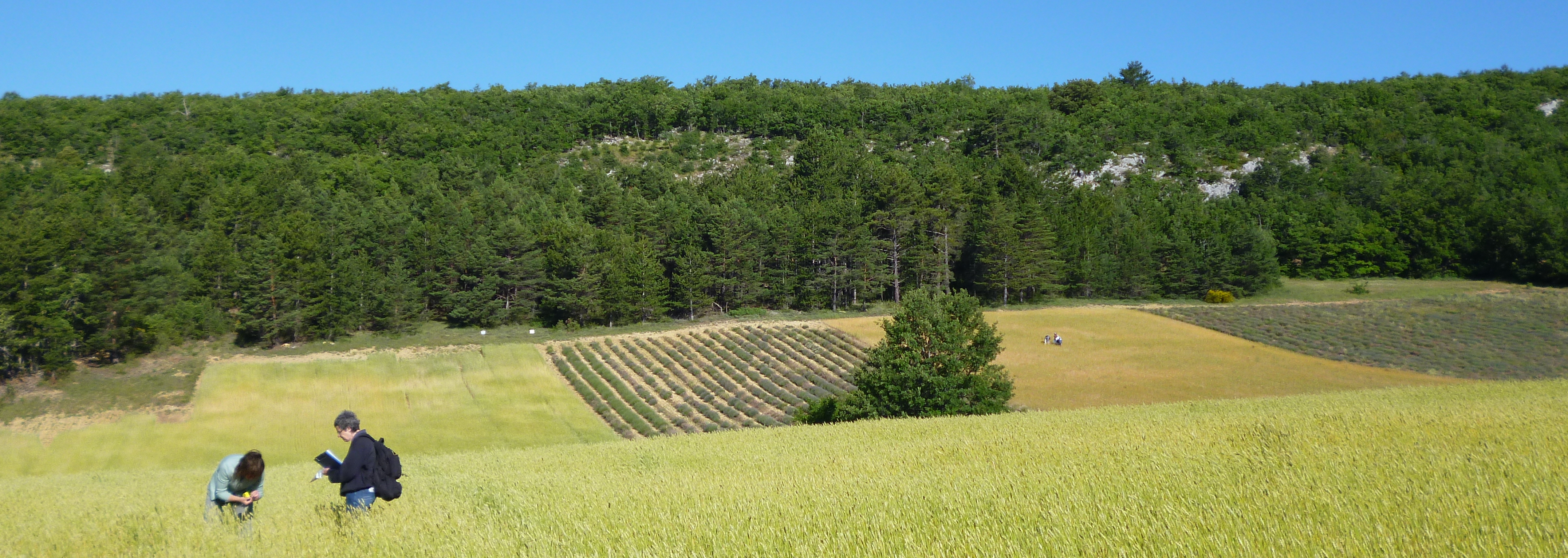 Field survey