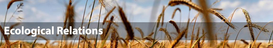 Research stream 2 banner Photo of wheat field with overlaid text 'Ecological Relations'