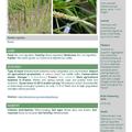 black grass