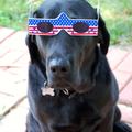 thumbnail 2013 zorba patriotic sunglasses