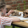 Photo of a student studying casts of early hominid skulls