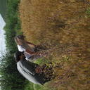 Photo of two environmental archaeologists looking at weeds in a field of wheat