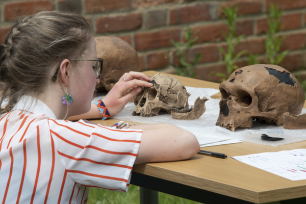 Photo of a student studying casts of early hominid skulls