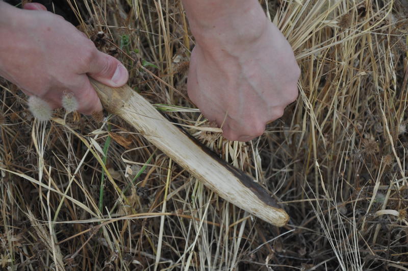 Hand cutting wheat in a field with a scythe