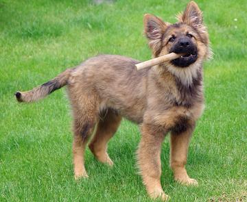 Photo of a cute German Shepherd puppy holding a stick in it's mouth.