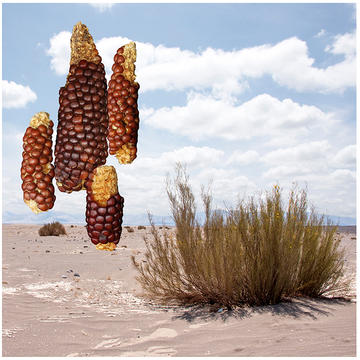 Photo of atacama maize desiccated corn cobs