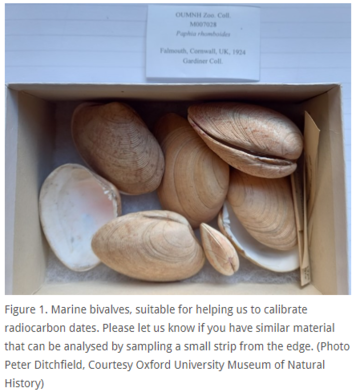 bivalves