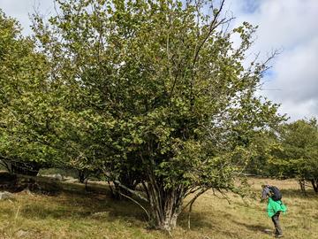 Photography of researchers gathering samples from a living hazelnut tree 