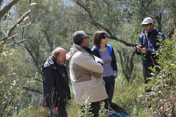 a traditional olive grove