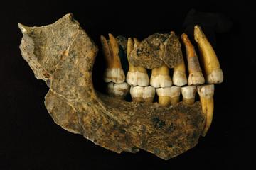 maxila and mandible of a late neanderthal from spy cave illustration by patrick semal rbins co author