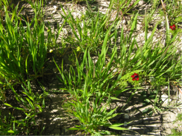 provence weeds