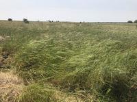 Stand of wild cereals in the southern Levant