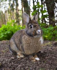 rabbit wiki