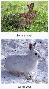 two photos of the snow shoe hare showing the summer and winter coats