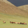 Horsepower website