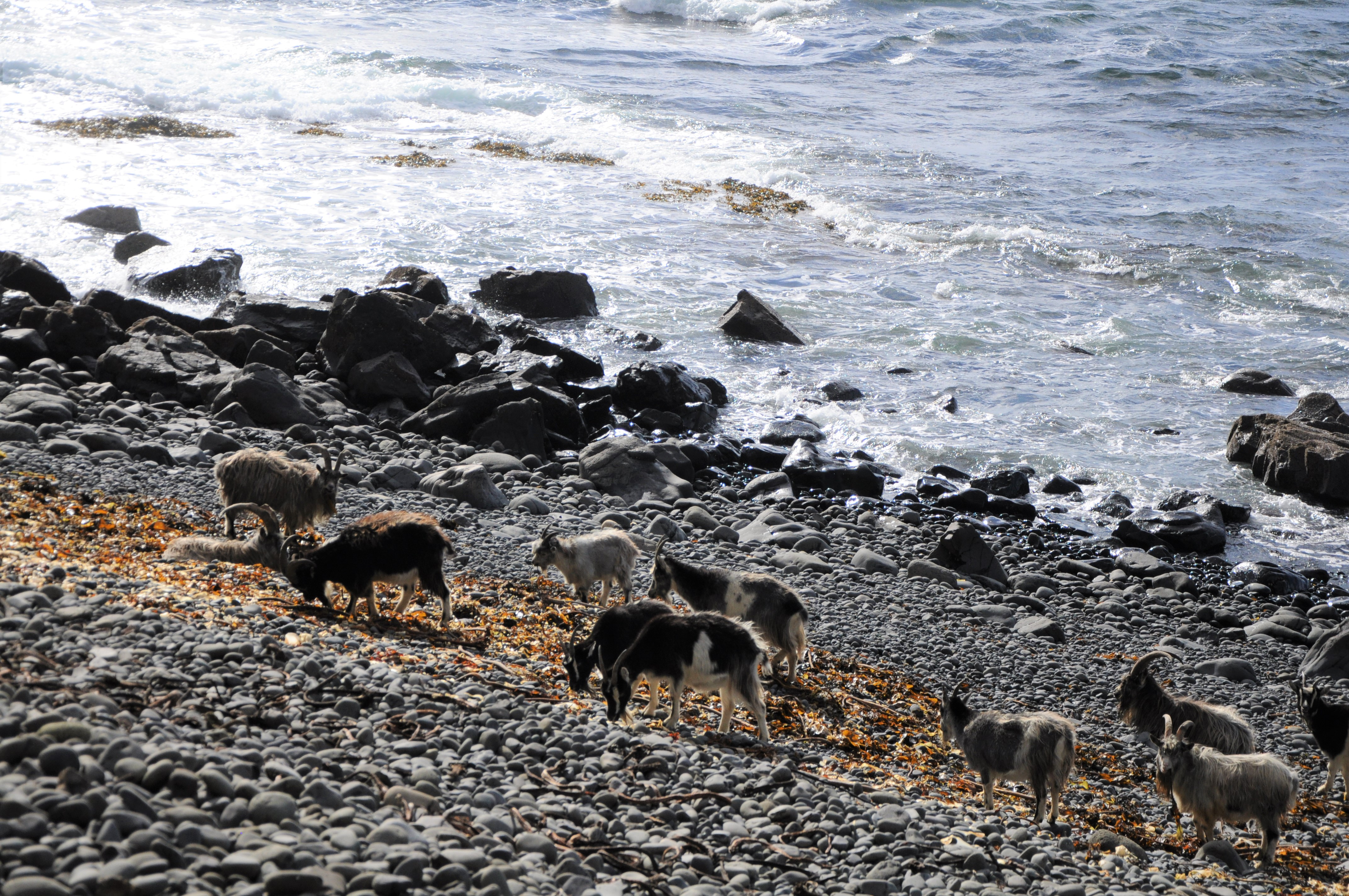 Goats grazing on a rocky sea shore