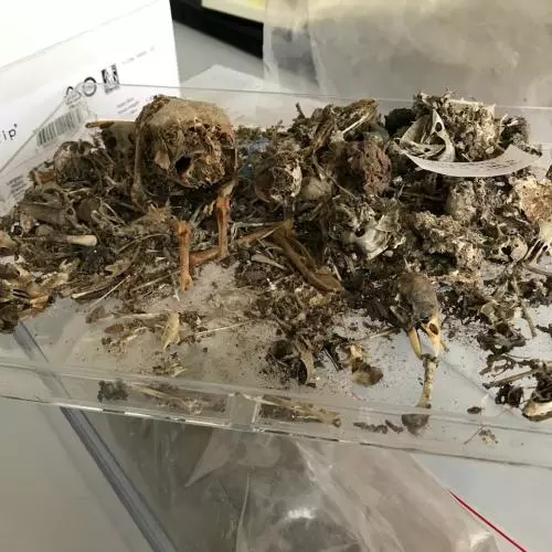 a tray of samples 