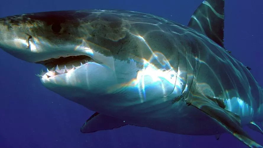 shark swimming