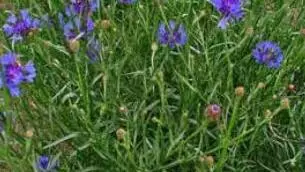 cornflower