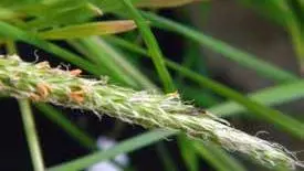 Photo of BlackGrass weed