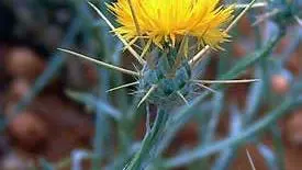 weeds
