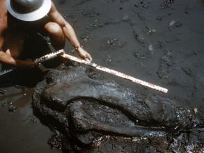 Mammoth Bones