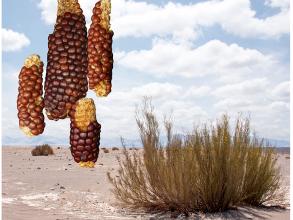 Photo of atacama maize desiccated corn cobs
