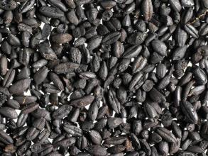 charred grain