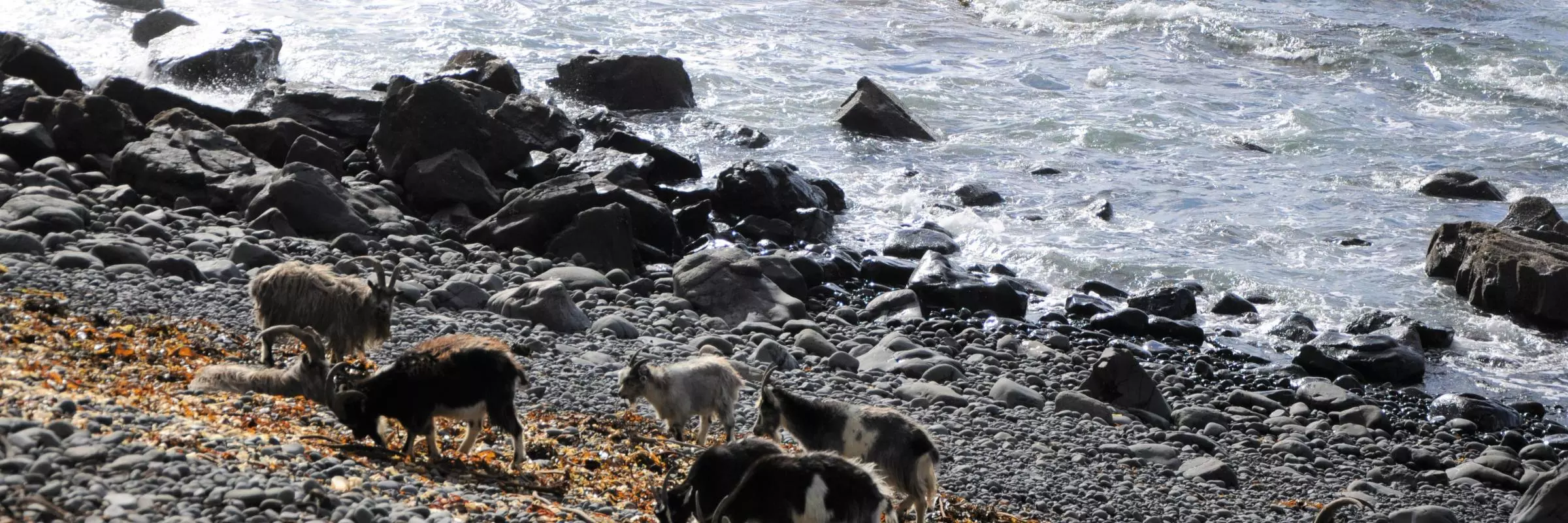 Goats grazing on a rocky sea shore